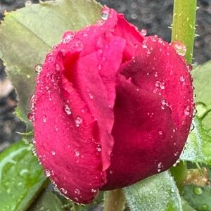 Shipping Label For J